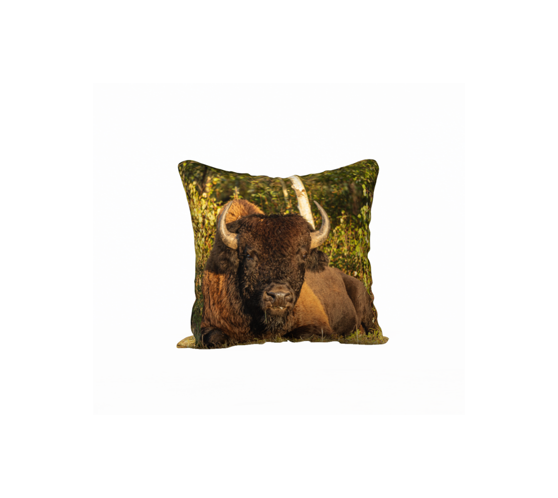 This 18 x 18 inch plush velveteen cushion cover features a photo of a big dark brown bull bison at rest. The background is green and yellow bushes.