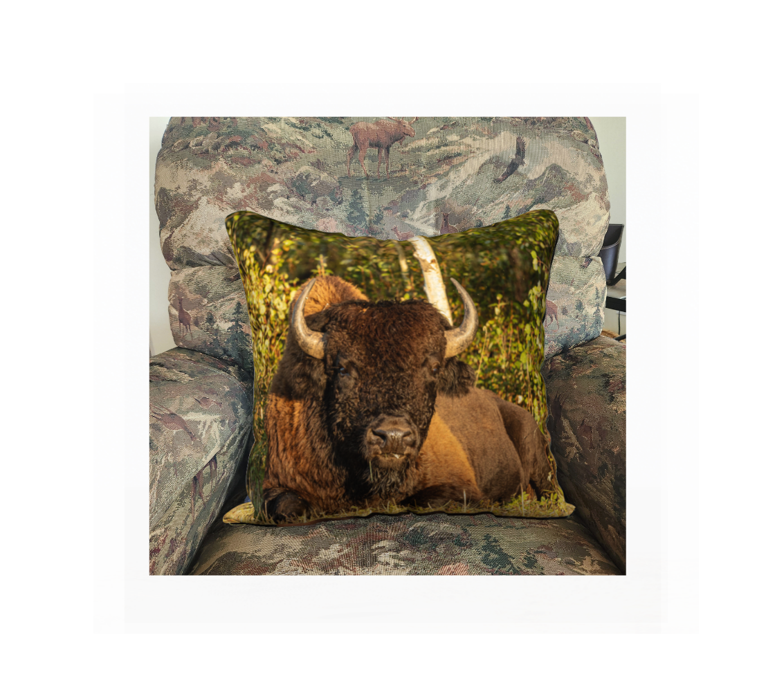 A 18 x 18 inch plush velveteen cushion cover featuring a photo of a big dark brown bull bison laying down and the background is yellow and green bushes. This image is of a cushion cover on a pillow form in a chair.