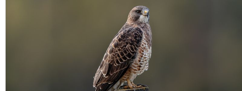A Swenson's hawk on a fence post with a mottle green background.