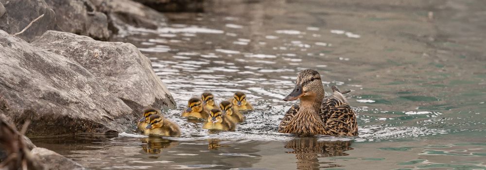 A female mallard duck swimming with her ducklings.