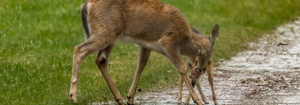 A female white doe and her fawn.