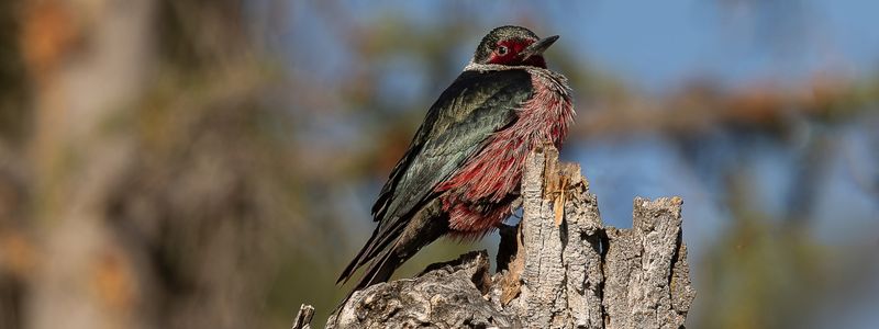 The Guardian - Lewis's Woodpecker