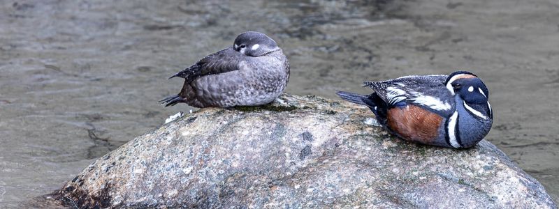Harlequin Harmony - Harlequin Ducks