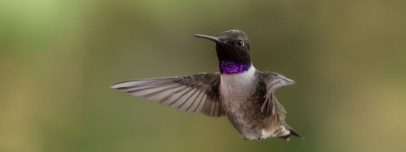 A black chin hummingbird with a mottle green background.