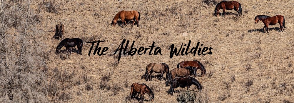 Unveiling the Beauty and Resilience of Alberta's Wild Horses