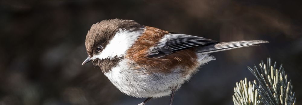 A Chestnut-backed chickadee on a spruce bough.