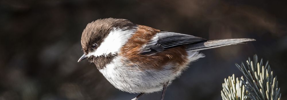 A Birder's Quest