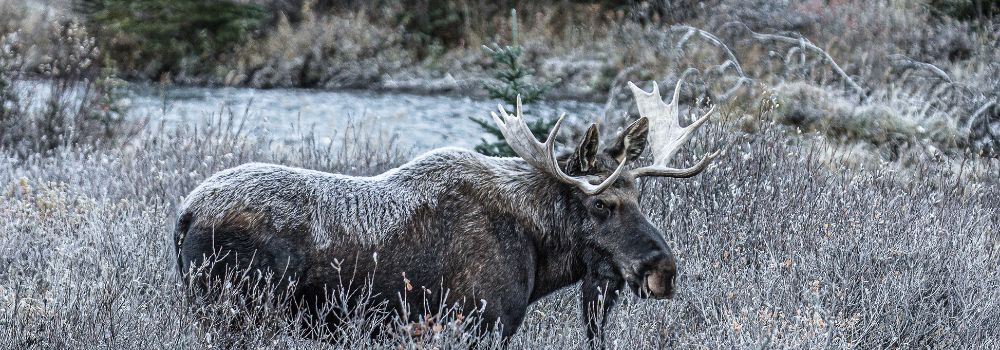 An image of a bull moose standing covered in frost amongst the willows in bluish grey tones.