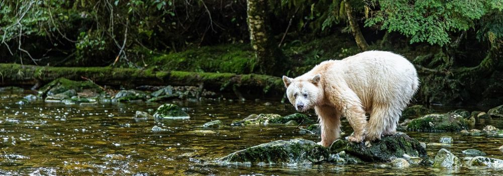 A white spirit bear on a rock looking out over the steam for fish.