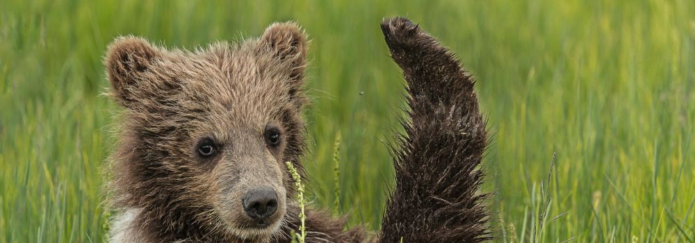 A brown bear cub sitting in grass with leg in the air.