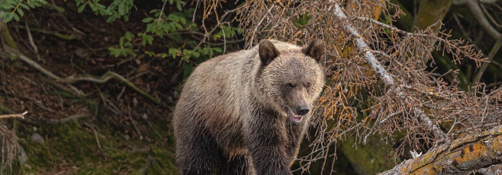 A grizzly cub walking on a fallen tree.