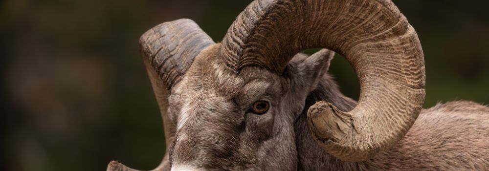 Large bighorn ram sheep head with scrapped and gouged horn ends.