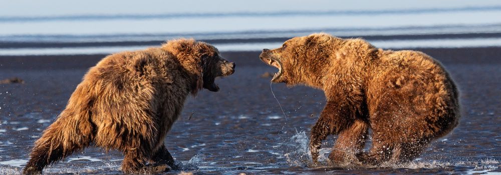 A canvas print of 2 large brown bears lunging at one another as they're about to break out into battle!