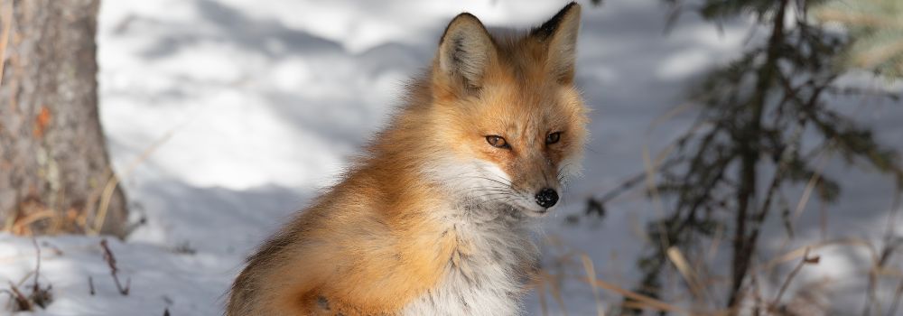 A red fox sitting amongst the snow and shadows of the forest.