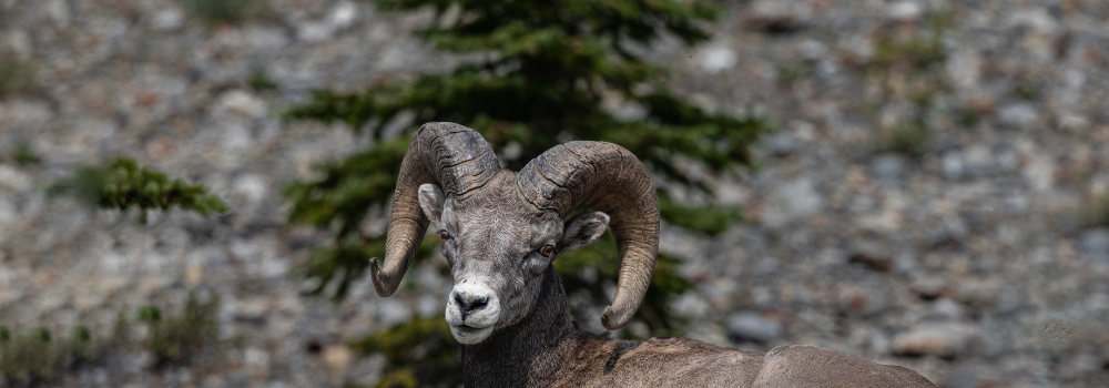Bighorn ram laying on a rock cliff.