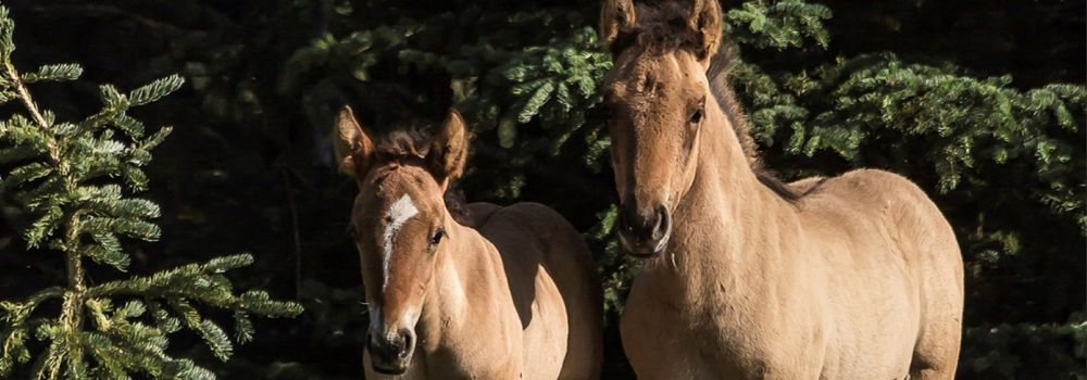 Two wild horses colts standing by a spruce tree.