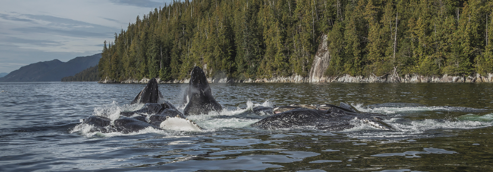 Humpback Whale Bubble-netting
