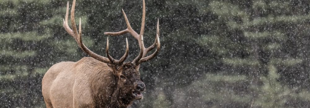 A bull elk bugling in a light snowfall with a green background.