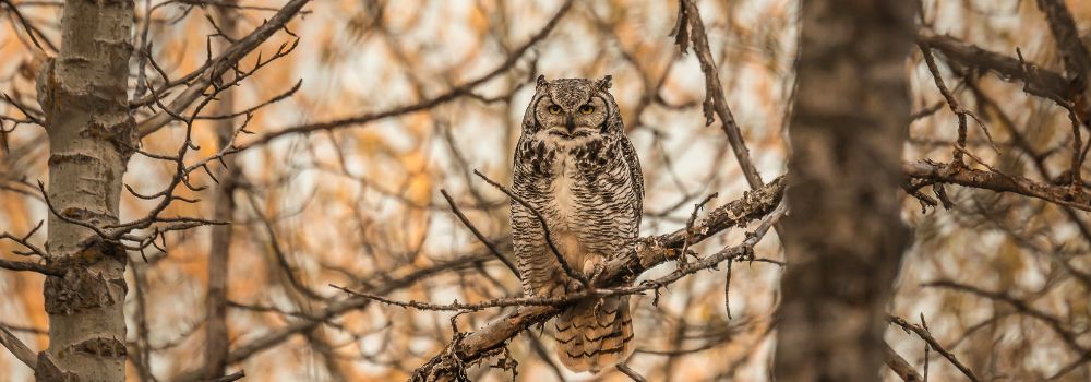 A great horned owl in a tree with a orange background.. 