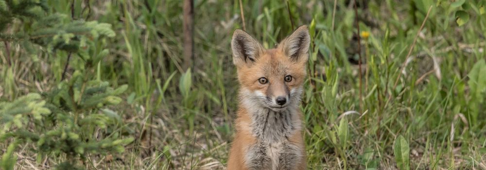 A red fox kit sitting in green grass.