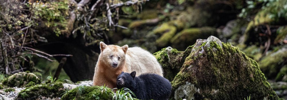 A white spirit bear with her black cub in the mossy covered forest.