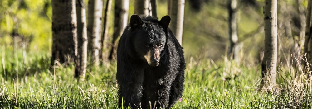 A black bear standing in a forest.