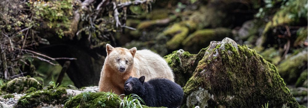 Ghosts of the Forest