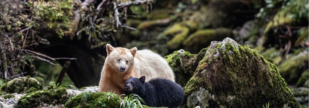 A spirit bear and her black cub.
