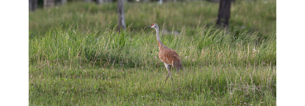 Sandhill crane walking in the grass.