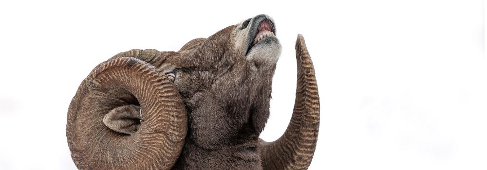 Bighorn ram portrait with a white background