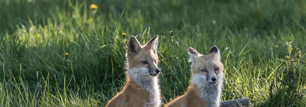 Two red fox kits in green grass.