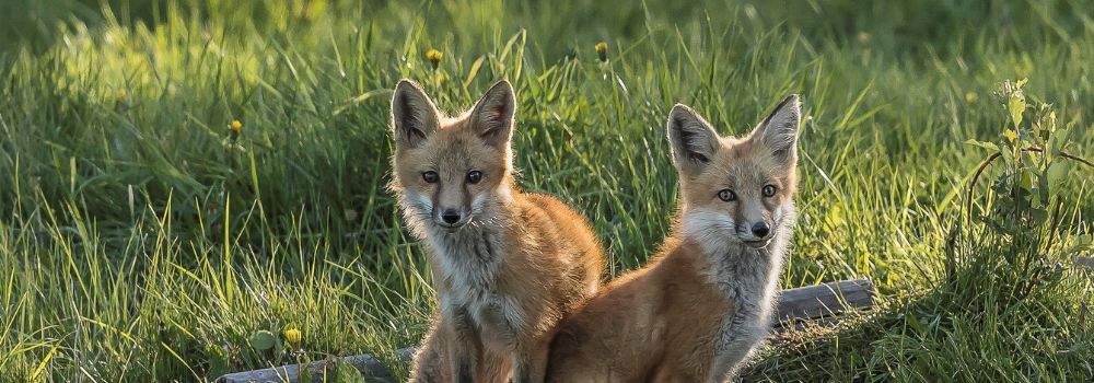 Two red fox kits sitting in green grass.