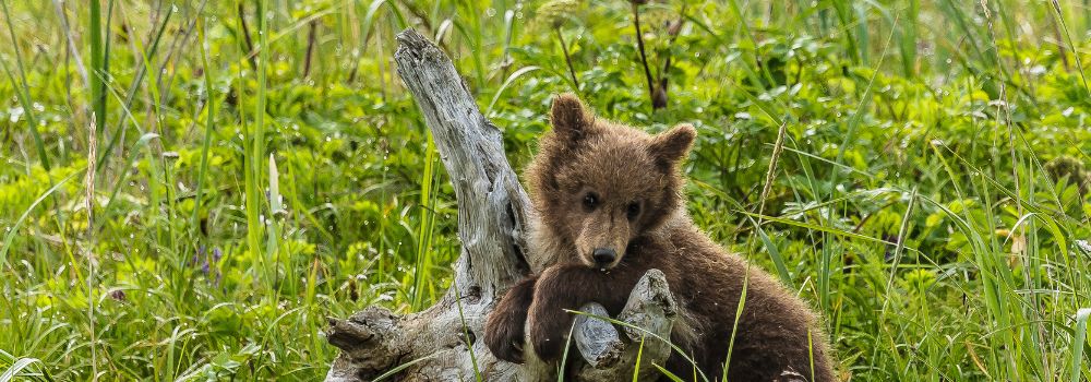 A Alaskan brown bear cub with a green a background.