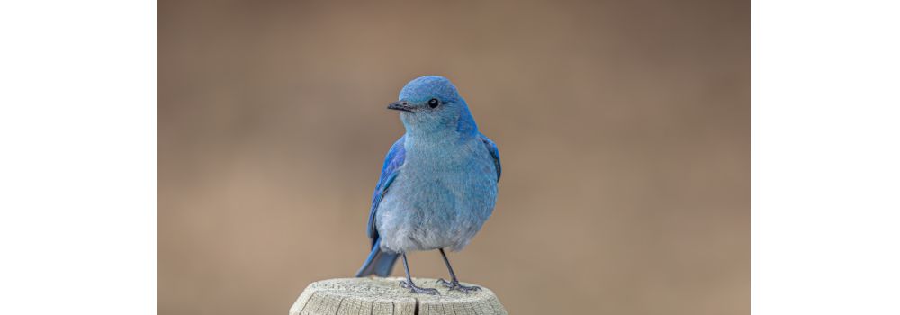 A bright blue male bluebird perched on top of a wooden fence post.