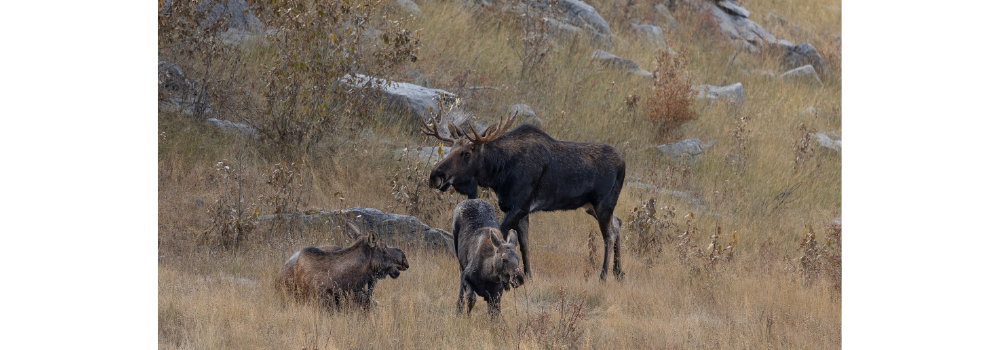 Bull moose, cow and calf from our photography