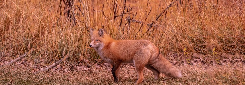 A red fox with and orange back ground.