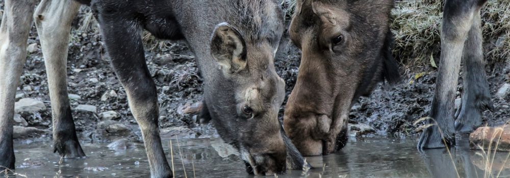 A cow and calf moose drinking water.