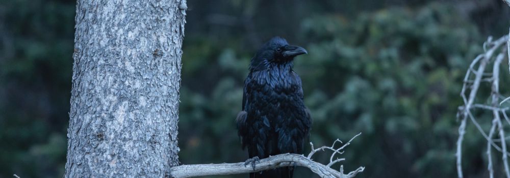 A raven on a branch with a mottle background.