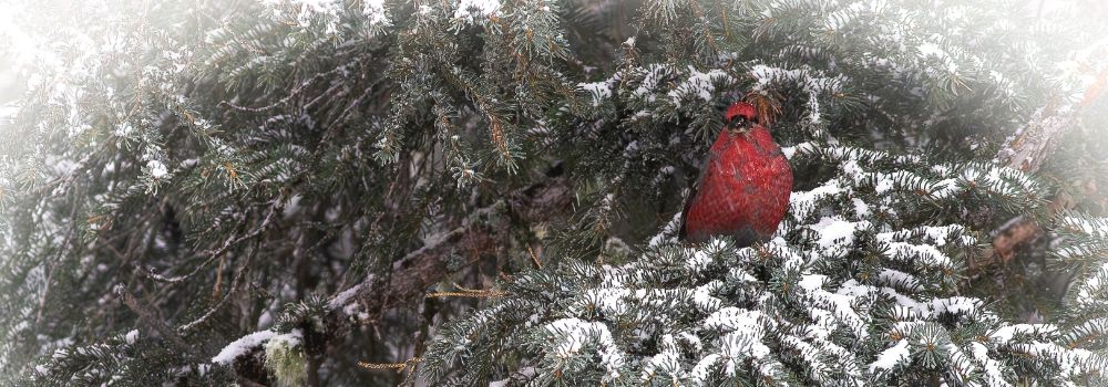 A bright red pine grosbeak bird sitting on snow covered spruce boughs.
