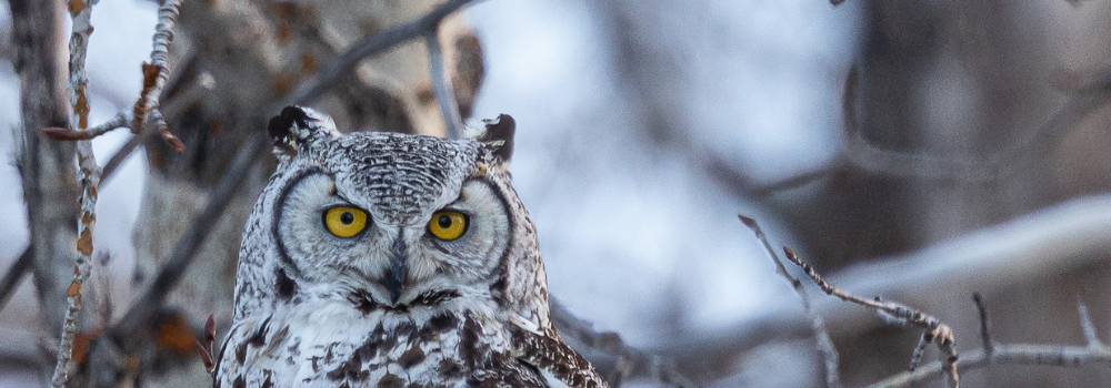 A great horn owl on a branch with a white background.