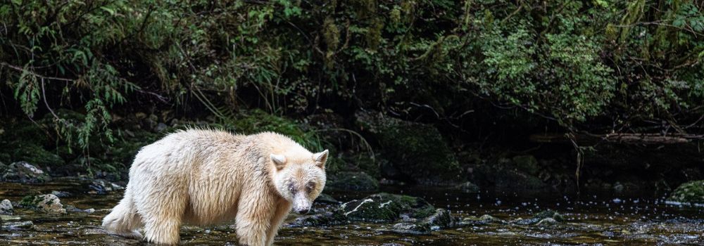 A spirit bear standing by a river.