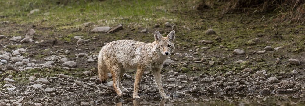 A coyote standing gravel. 