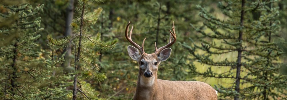 A white tail buck standing in the spruce trees.