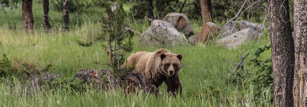 A grizzly bear walking through the forest. 