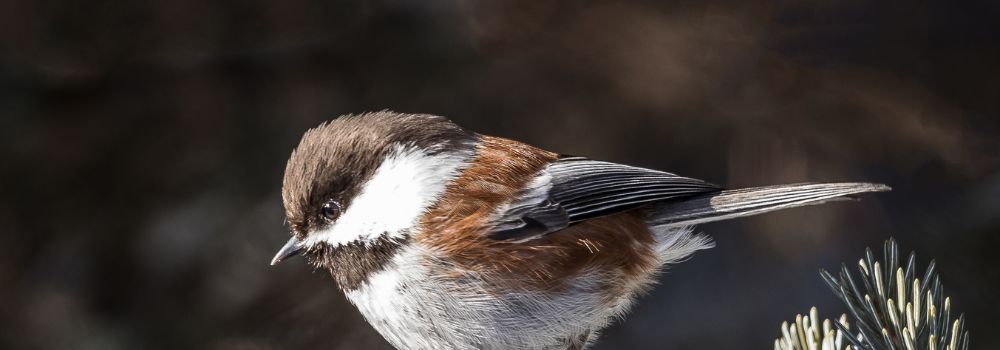 A chestnut-backed chickadee on a spruce bough.