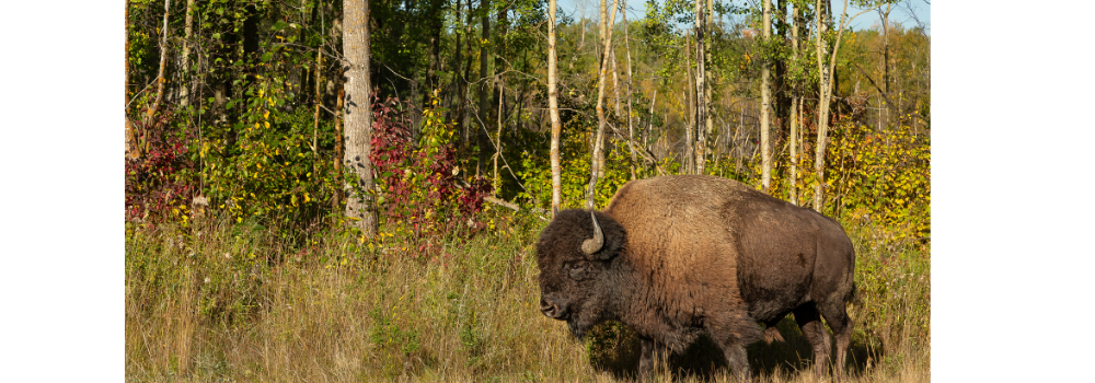 Plains bison in the autumn rut from our wildlife photography.