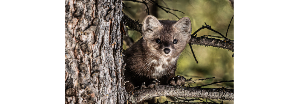 Pine Marten looking around a tree.