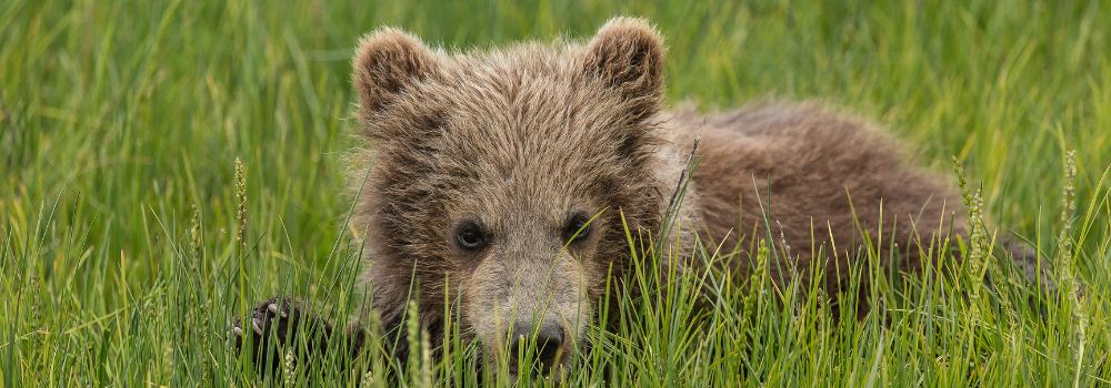 An Alaskan brown bear cub laying in the grass.