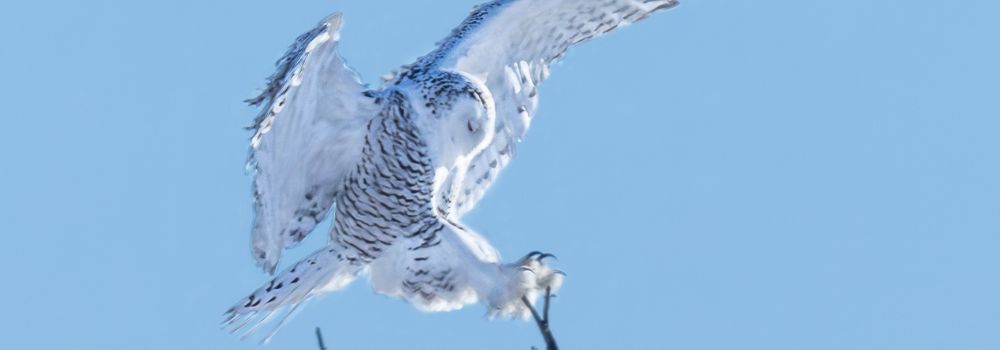 Snowy owl landing branch
