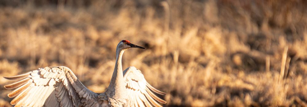 A male sandhill crane leaping into the air as he begins his mating dance.